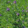 Alfalfa Diamond Painting