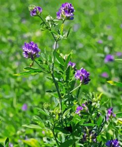 Alfalfa Diamond Painting