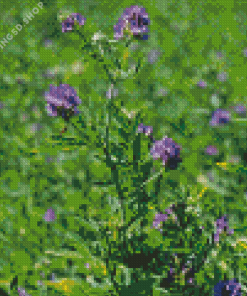 Alfalfa Diamond Painting