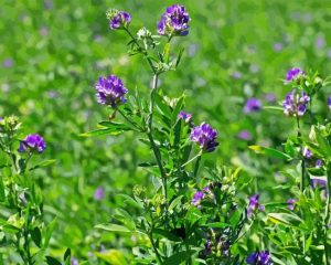 Alfalfa Diamond Painting