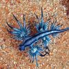 Blue Glaucus Dragon Diamond Painting