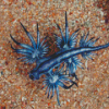 Blue Glaucus Dragon Diamond Painting