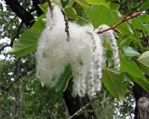 Cottonwood Tree Diamond Painting