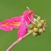 Elephant Hawk Moth Diamond Painting