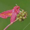 Elephant Hawk Moth Diamond Painting