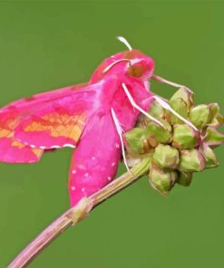 Elephant Hawk Moth Diamond Painting