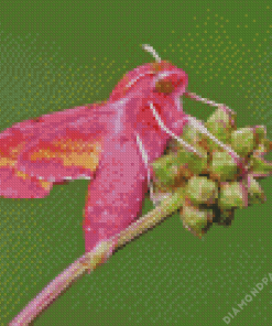 Elephant Hawk Moth Diamond Painting