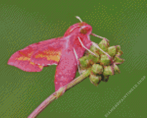 Elephant Hawk Moth Diamond Painting