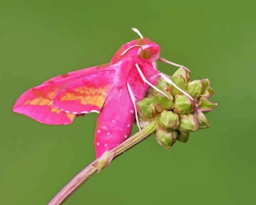 Elephant Hawk Moth Diamond Painting