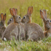 European Rabbits Diamond Painting