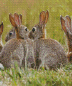 European Rabbits Diamond Painting