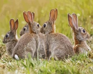 European Rabbits Diamond Painting