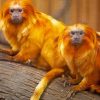 Golden Lion Tamarin Diamond Painting