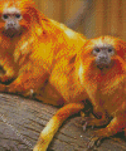 Golden Lion Tamarin Diamond Painting