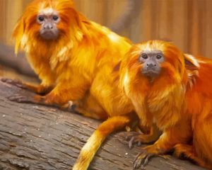 Golden Lion Tamarin Diamond Painting