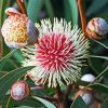 Hakea Diamond Painting