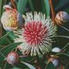 Hakea Diamond Painting