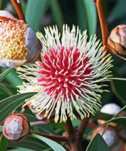 Hakea Diamond Painting