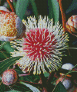 Hakea Diamond Painting