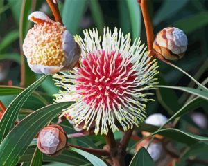 Hakea Diamond Painting