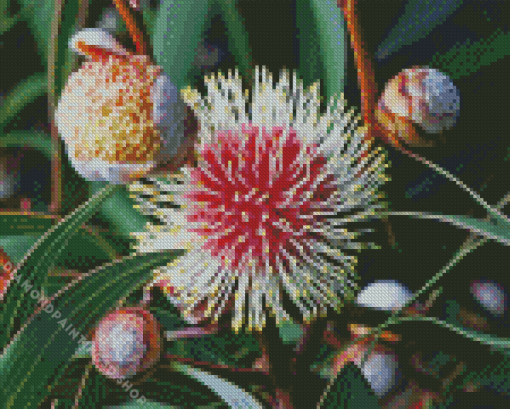 Hakea Diamond Painting