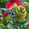 Townsend Warbler Diamond Painting