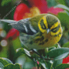 Townsend Warbler Diamond Painting