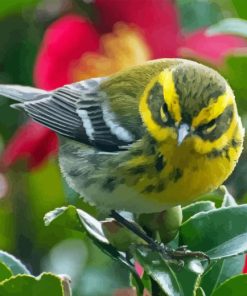 Townsend Warbler Diamond Painting