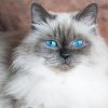 Blue Eyed Himalayan Diamond Painting