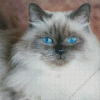 Blue Eyed Himalayan Diamond Painting