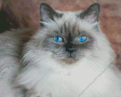 Blue Eyed Himalayan Diamond Painting