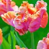 Parrot Tulip Diamond Painting