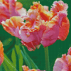 Parrot Tulip Diamond Painting