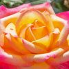 Rosa Peace Diamond Painting