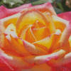 Rosa Peace Diamond Painting