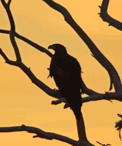 Wedge Tailed Eagle Diamond Painting