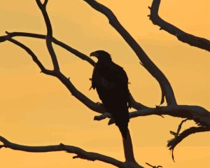 Wedge Tailed Eagle Diamond Painting