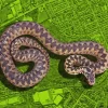 Adder Snake Diamond Painting