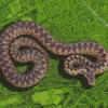 Adder Snake Diamond Painting