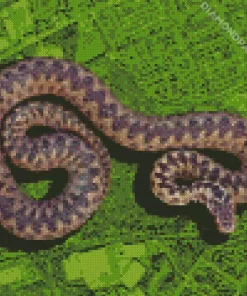 Adder Snake Diamond Painting