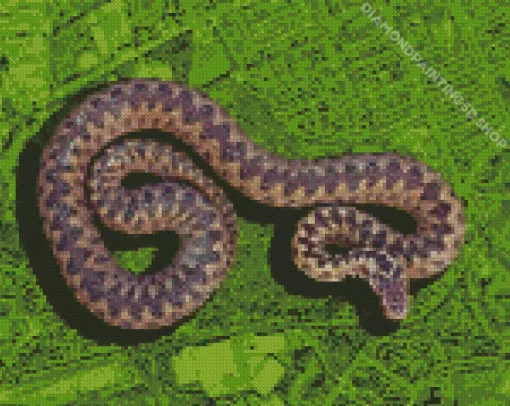 Adder Snake Diamond Painting