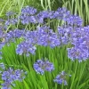 Agapanthus Diamond Painting