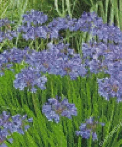 Agapanthus Diamond Painting