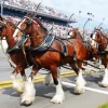 Budweiser Clydesdales Diamond Painting