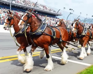 Budweiser Clydesdales Diamond Painting