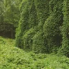 Kudzu Diamond Painting