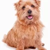 Norfolk Terrier Diamond Painting