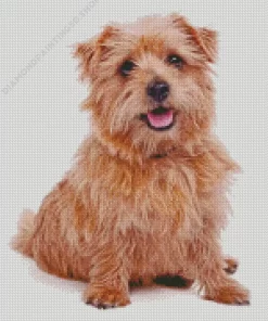 Norfolk Terrier Diamond Painting