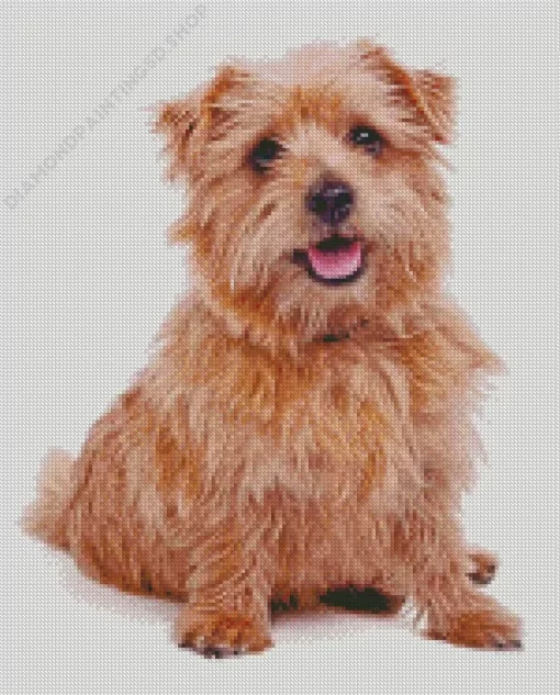 Norfolk Terrier Diamond Painting