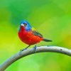 Painted Bunting Diamond Painting